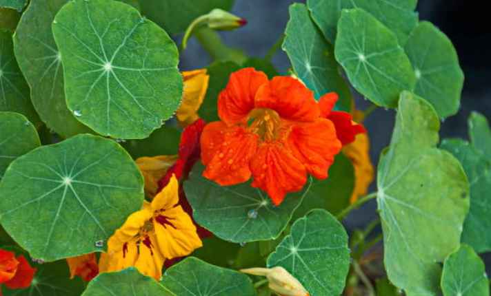 Nasturtiums - Best Companion Plants for Raspberries