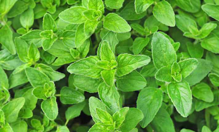 Oregano - Best Sage Companion Plant