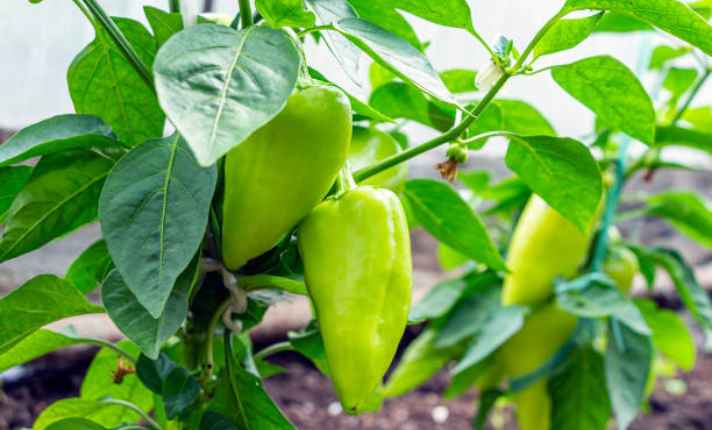 Peppers - Bad Companion Plant for Raspberries