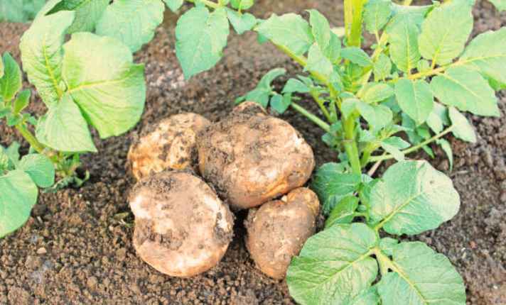 Potatoes - Bad Companion Plant for Raspberries