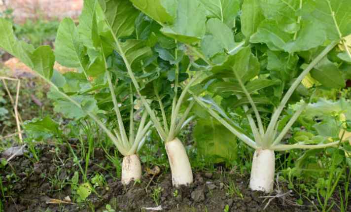 Radish - Best Companion Planting for Arugula