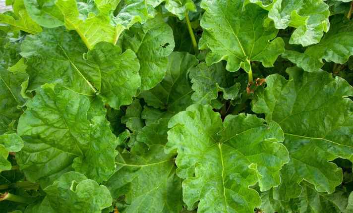 Rhubarb - Best Companion Planting With Kohlrabi