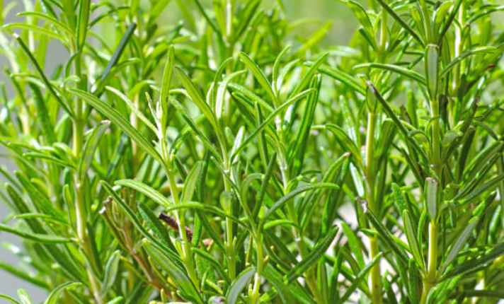 Rosemary - Best Companion Planting With Kohlrabi