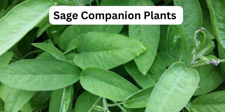 Sage Companion Plants