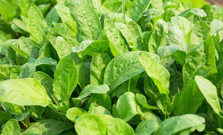 Spinach - Best Cauliflower Companion Plant