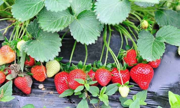 Strawberries - Bad Companion Planting With Kohlrabi