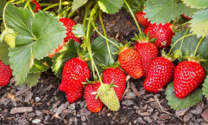 Strawberries - Bad Cauliflower Companion Plant