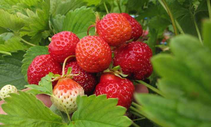 Strawberries - Best Sage Companion Plant