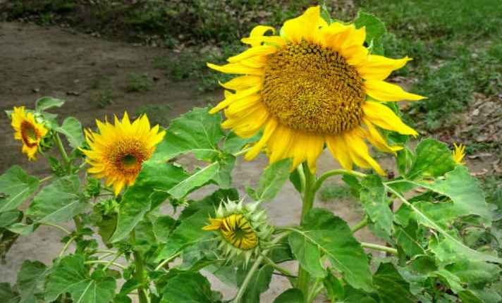 Sunflower - Best Companion Planting for Arugula