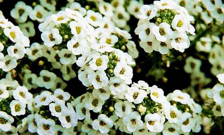 Sweet Alyssum - Best Companion Planting With Kohlrabi
