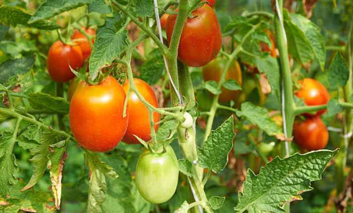 Tomatoes - Bad Cauliflower Companion Plant