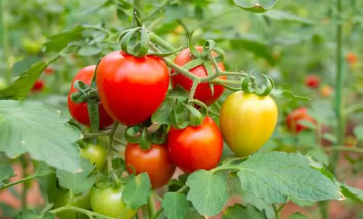 Tomatoes - Bad  Ginger Companion Plant