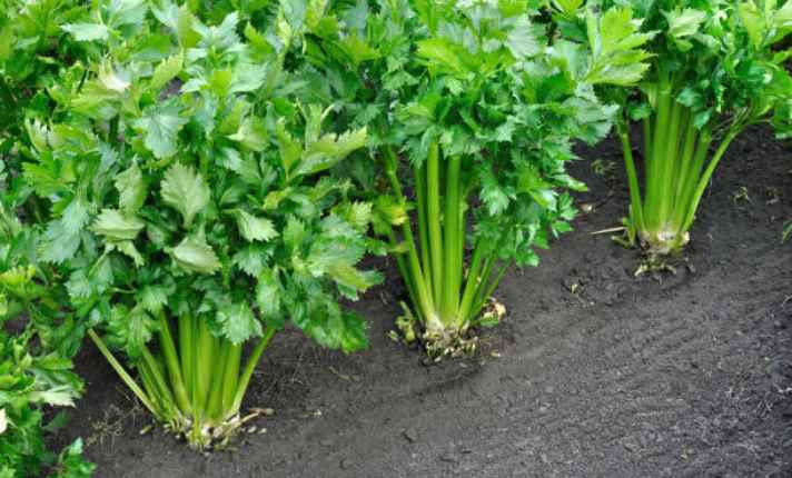 Celery - Best Companion Planting for Arugula