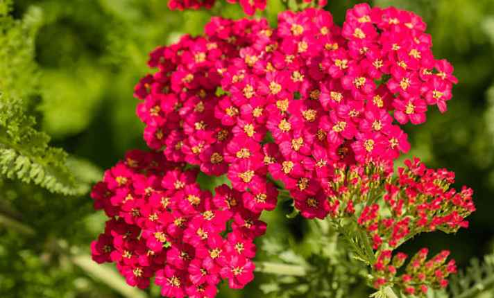 Yarrow - Best Companion Plant for Raspberries