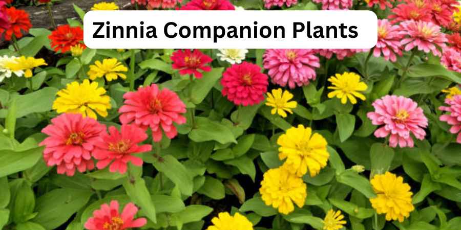 Zinnia Companion Plants