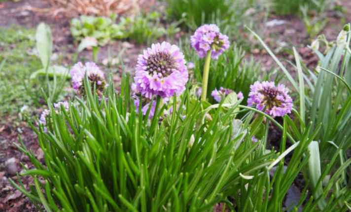 Allium - Best Lavender Companion Plant
