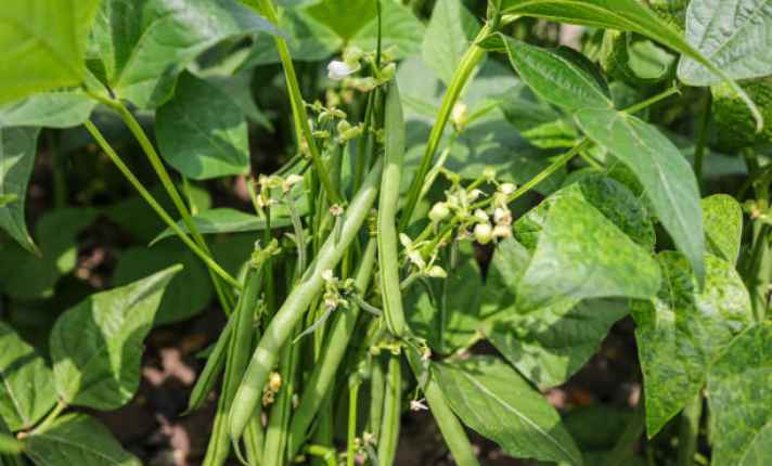 Beans -Best Ginger Companion Plant