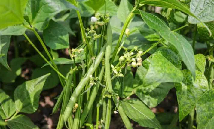 Beans -Best  Ginger Companion Plant