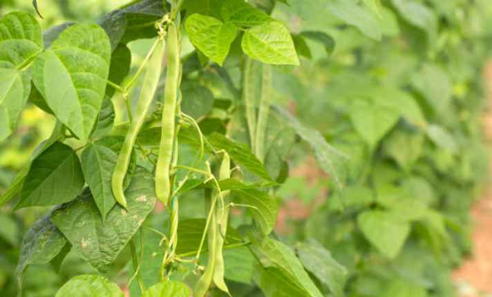 Beans - Best Sage Companion Plant