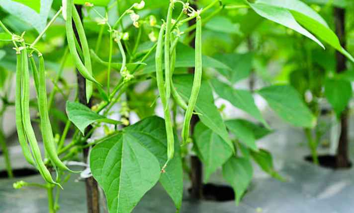 Bean Plants - Best Companion Planting With Kohlrabi