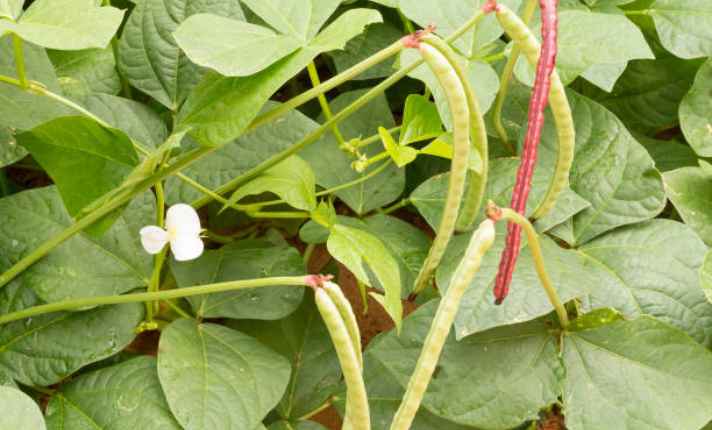 Beans - Zinnia Companion Plant