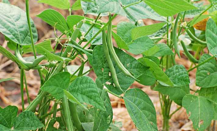 Beans - Bad Scallion Companion Plants