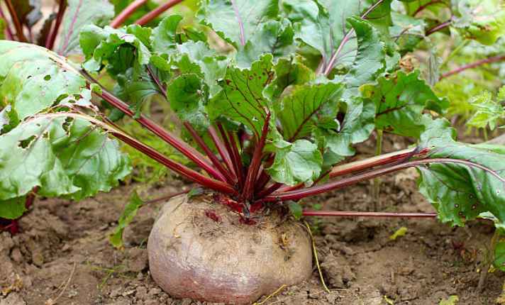 Beets - Best Cauliflower Companion Plant