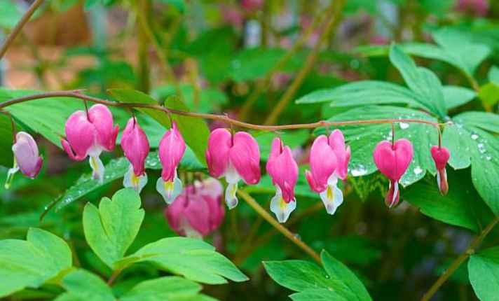 Bleeding Heart - Best Coral Bells Companion Plants
