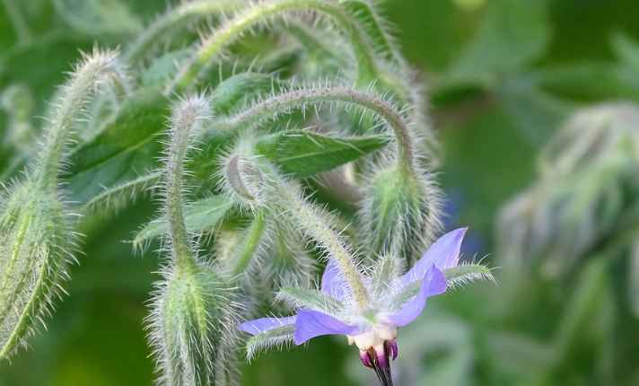 Borage - Best Companion Plant for Raspberries