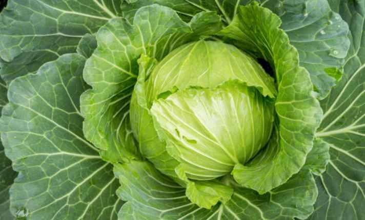 Cabbage - Bad Cauliflower Companion Plant