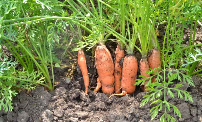 Carrot - Best Companion Planting for Arugula
