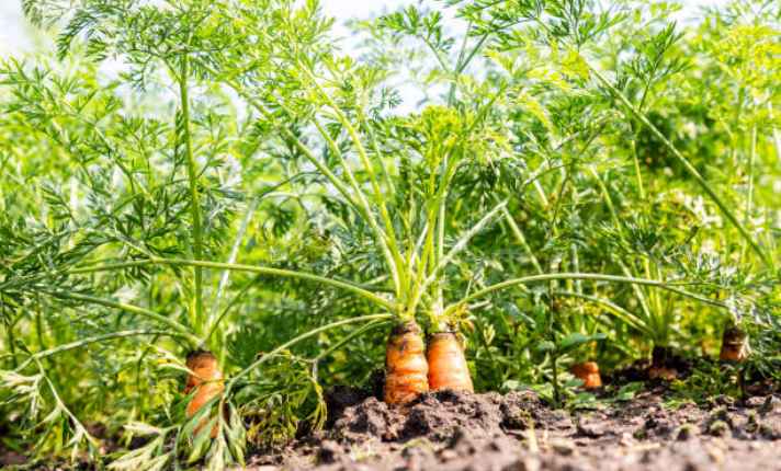 Carrot - Best Scallion Companion Plants