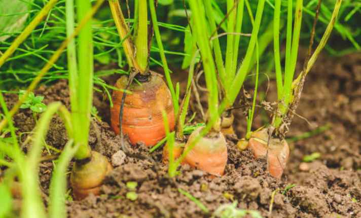 Carrots - Best Sage Companion Plant