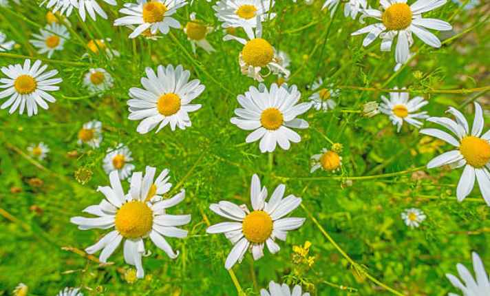 Chamomile - Best Companion Planting With Kohlrabi