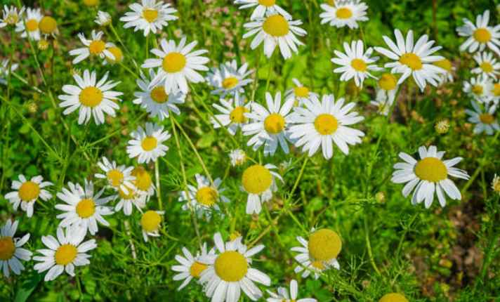 Chamomile - Best Scallion Companion Plants