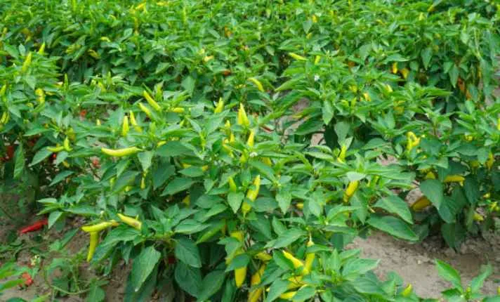 Chili - Best  Ginger Companion Plant