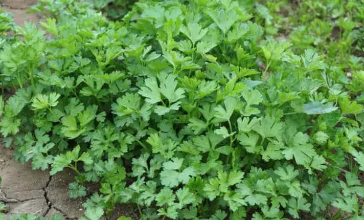 Cilantro - Best  Ginger Companion Plant