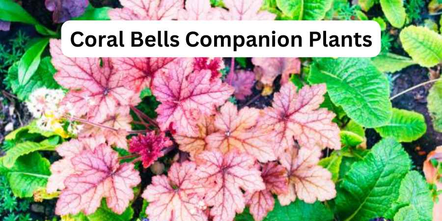 Coral Bells Companion Plants