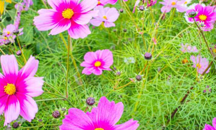 Cosmos - Zinnia Companion Plant