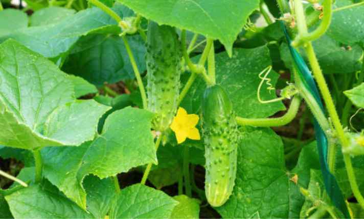 Cucumber - Zinnia Companion Plant