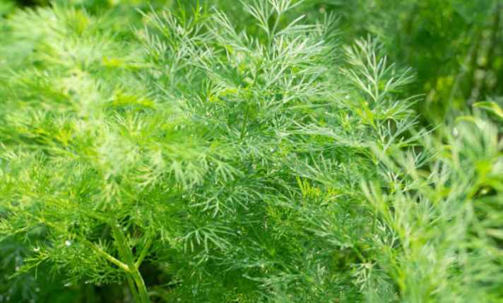 Dill - Best Cauliflower Companion Plant