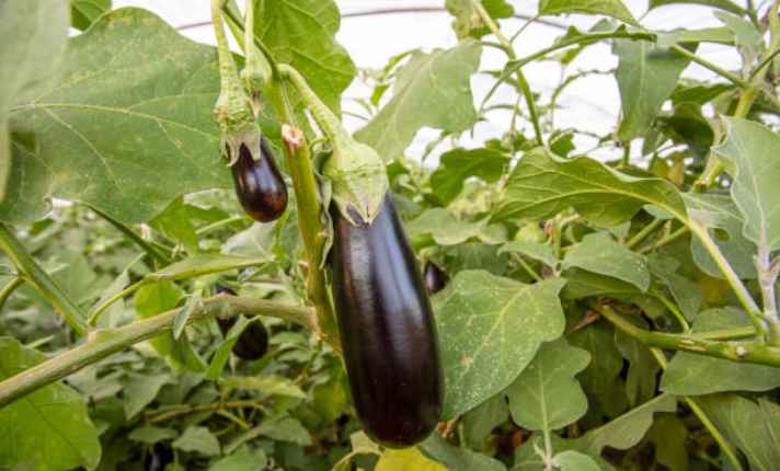 Eggplant - Best Scallion Companion Plants