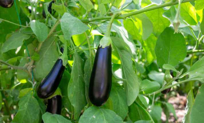Eggplant - Bad Ginger Companion Plant