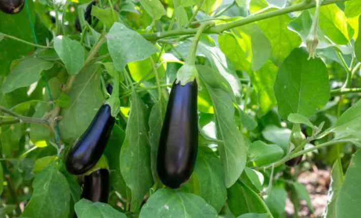 Eggplant - Bad  Ginger Companion Plant