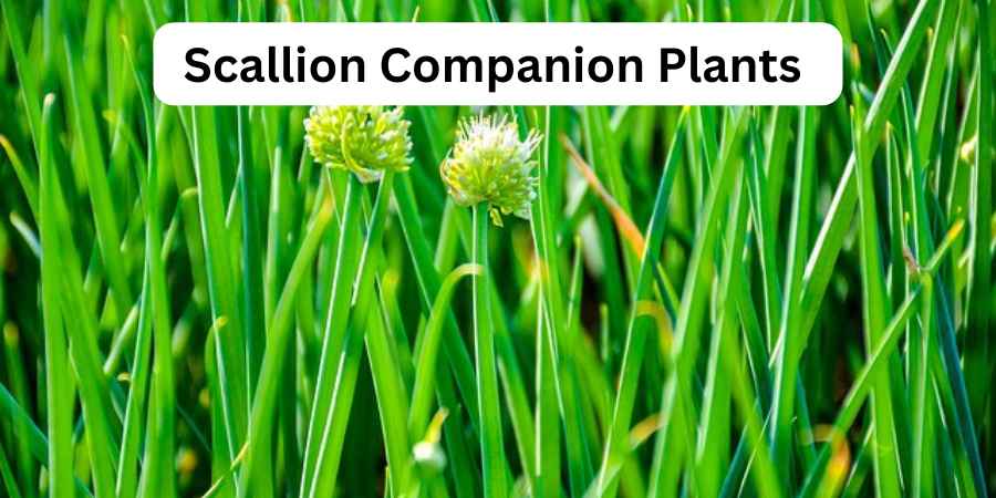 Scallion Companion Plants