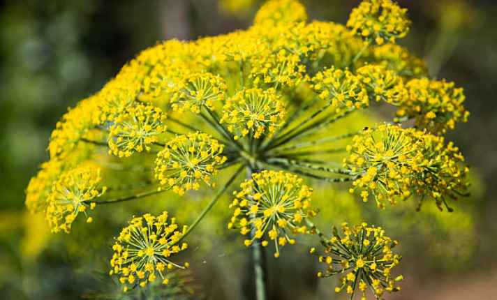 Fennel plant - Bad Companion Planting With Kohlrabi
