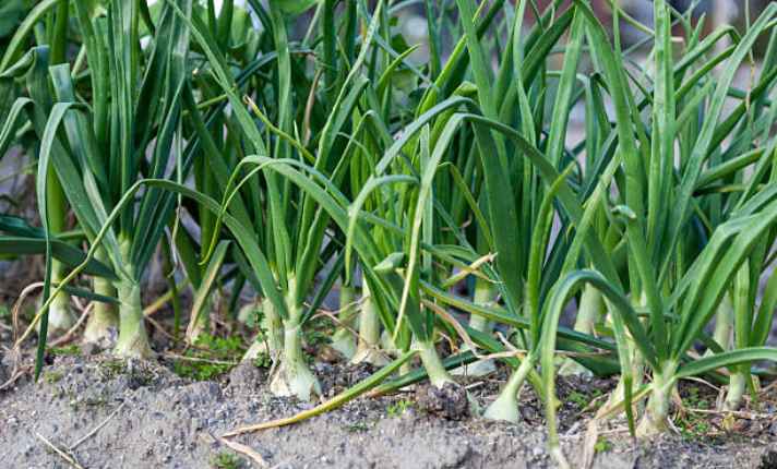 Garlic - Best Ginger Companion Plant