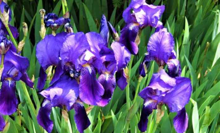 Iris- Best Coral Bells Companion Plants