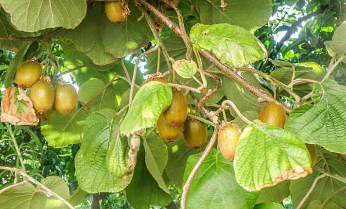 kiwi - Best Ginger Companion Plant