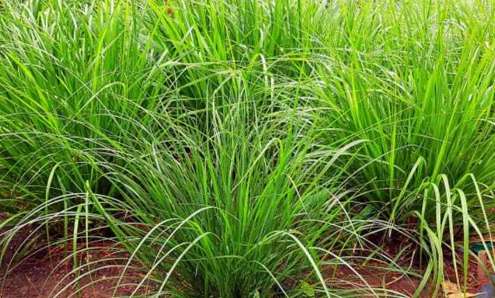lemongrass - Best Ginger Companion Plant